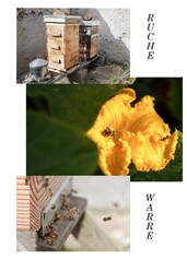 2492-Créer du lien par l'apiculture en installant des ruches Warré chez des personnes âgées
