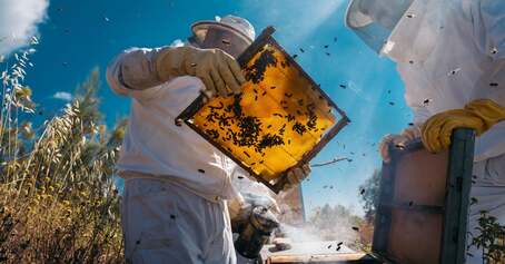 Apidoc, investigation sur le monde apicole en Loire Atlantique.